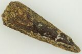 Fossil Theropod (Richardoestesia?) Tooth - Montana #204036-1